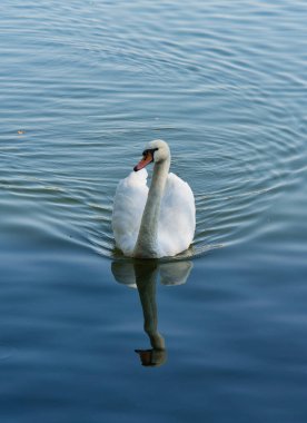 Şehirdeki güzel kuğular