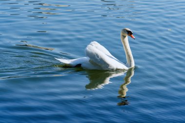 Şehirdeki güzel kuğular