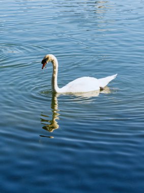 Şehirdeki güzel kuğular