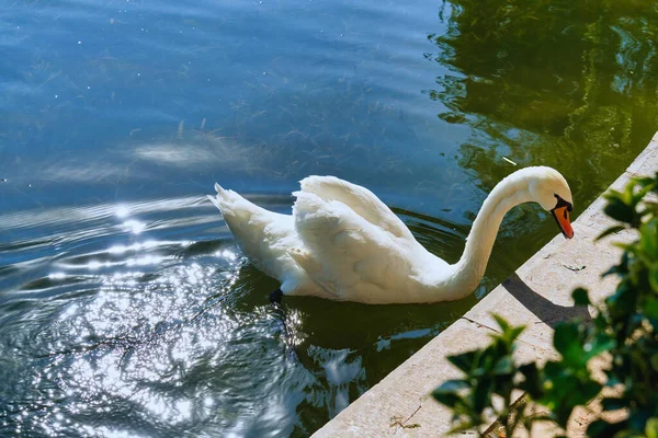Şehirdeki güzel kuğular
