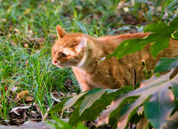 Qingliang Dağ Parkı 'nda sonbahar sonu.