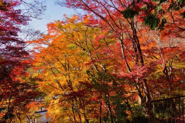 Hiei Dağı 'ndaki Enryaku-ji Tapınağı' ndaki Kızıl Yaprak Festivali.