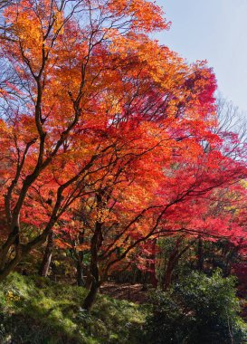 Hiei Dağı 'ndaki Enryaku-ji Tapınağı' ndaki Kızıl Yaprak Festivali.
