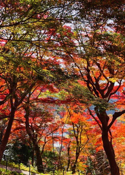 Hiei Dağı 'ndaki Enryaku-ji Tapınağı' ndaki Kızıl Yaprak Festivali.