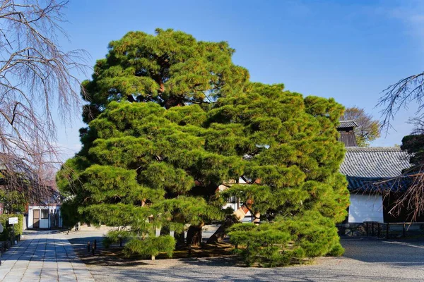 Akçaağaç Yaprağı Festivali - Daigo-ji Tapınağında Sonbahar   