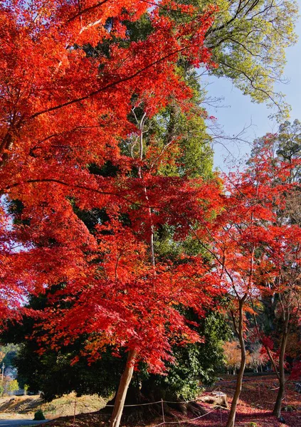 Akçaağaç Yaprağı Festivali - Daigo-ji Tapınağında Sonbahar   