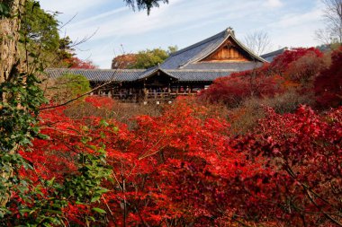 Akçaağaç Yaprağı Festivali - Kyoto 'daki Tofukuji Tapınağında Sonbahar