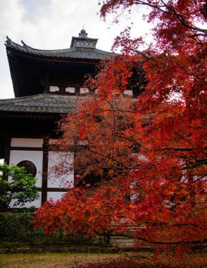 Akçaağaç Yaprağı Festivali - Kyoto 'daki Tofukuji Tapınağında Sonbahar