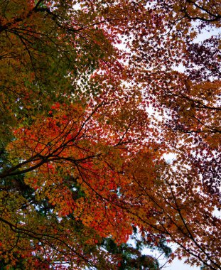 Akçaağaç Yaprağı Festivali - Kyoto 'daki Tofukuji Tapınağında Sonbahar