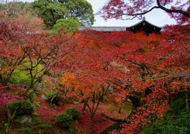 Akçaağaç Yaprağı Festivali - Kyoto 'daki Tofukuji Tapınağında Sonbahar