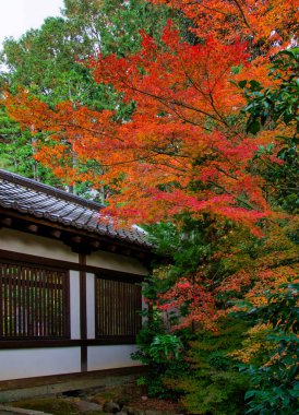 Akçaağaç Yaprağı Festivali - Kyoto 'daki Tofukuji Tapınağında Sonbahar