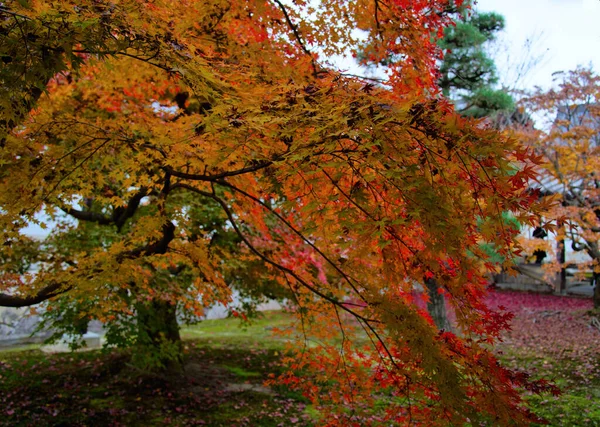 Akçaağaç Yaprağı Festivali - Kyoto 'daki Tofukuji Tapınağında Sonbahar