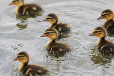 Bir göl üzerinde bir grup Mallard Ducklings (Anas Platyrhynchos). Henlow, Bedfordshire, İngiltere, İngiltere.  
