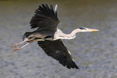 Gri balıkçıl (Ardea Cinerea), kanatları açık bir şekilde bir gölün üzerinde uçar. Henlow, Bedfordshire, İngiltere, İngiltere.  
