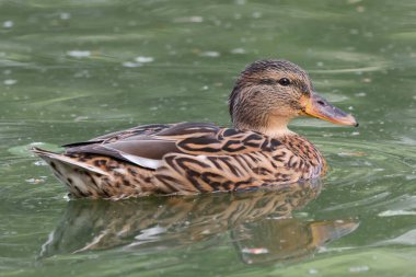 Bir Mallard Duck Hen (Anas Platyrhynchos) ve göl kenarında şişmiş bir göğüs. Henlow, Bedfordshire, İngiltere, İngiltere.  