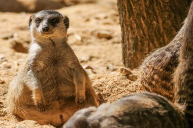 Bir Meerkat (Suricata suricatta) Lizbon Hayvanat Bahçesi 'nde (Jardim Zoologico) Buda gibi oturdu..  