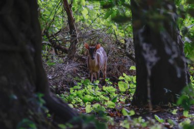 Ormanda, Henlow 'da, Bedforshire' da, İngiltere 'de,.  