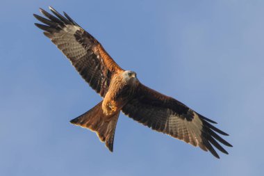 Kırmızı bir uçurtma başınızın üstünde uçuyor, mavi arka plan, Henlow, Bedfordshire, İngiltere, İngiltere.  