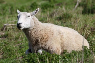 Suffolk, İngiltere, İngiltere 'de Lackford' da çimlerin üzerinde yatan bir koyun..  