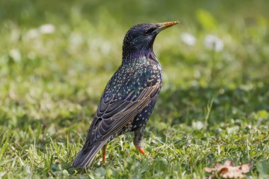 Bir Starling (Sturnus vulgaris) çimlerin üzerinde yürüyor. Henlow, Bedfordshire, İngiltere, İngiltere.  