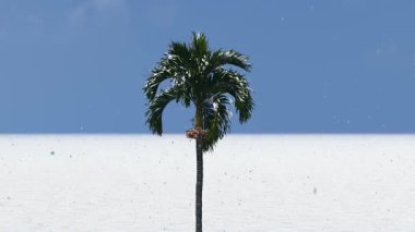 Tek bir palmiye ağacı, saf beyaz bir ufka ve berrak mavi gökyüzüne karşı durarak minimalist ve gerçeküstü bir manzara oluşturur..