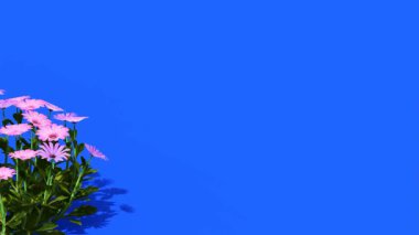 Sol taraftaki pembe papatya çiçeklerinin yakın plan görüntüsü, temiz bir estetik için sağlam, parlak mavi bir arkaplan üzerine kurulmuş..