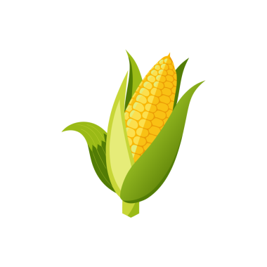 Yeşil kabuklu taze sarı mısır, yaz tarifleri için lezzetli bir malzeme.