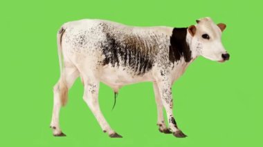 Sevimli bir ineğin 3 boyutlu resmi.