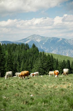 Dağlardaki yeşil çayırlarda bir koyun sürüsü