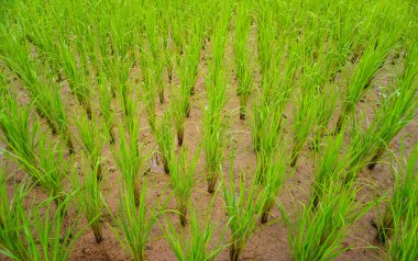 Pirinç sapları pirinç tarlalarındaki kümelerde. Yeşiller ve henüz pirinç sapı olmayan beyaz sapları var..