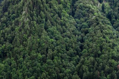 Dağdaki ağaçların yoğun görüntüsü doğal yeşil bir halı oluşturuyor, ormanın dokularını ve desenlerini yukarıdan gösteriyor..