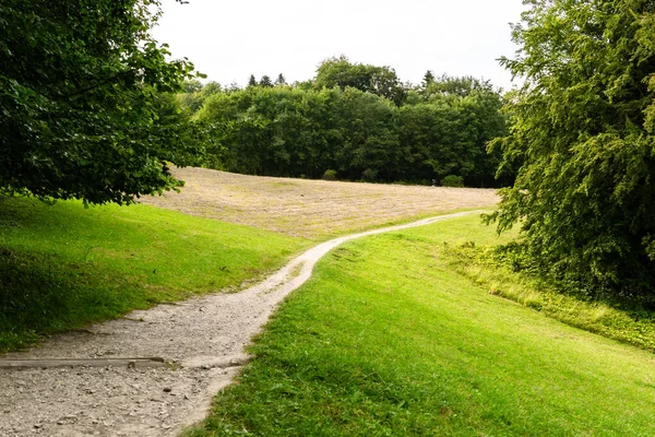 Dönek bir patika, dağılmış ağaçlarla ve dağlık yaz manzarasında yakınlardaki ormanla güneşli bir çayırı geçer..