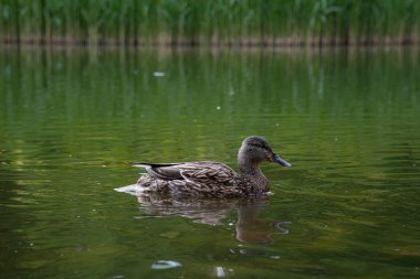 Huzurlu bir ördek su yüzeyinde huzur içinde yüzer, sakin ve doğal bir güzelliği yansıtır..