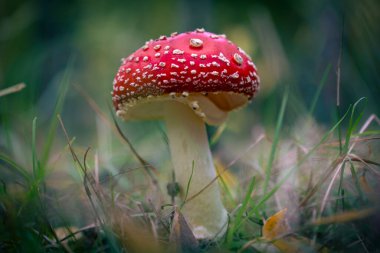 Parlak kırmızı Fly Agaric mantarı (Amanita muscaria) orman toprağında yosunlarla yetişerek büyülü, kaprisli ve peri masalı gibi bir atmosfer yaratır..