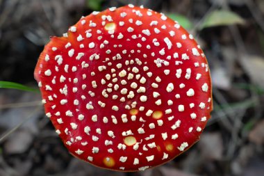 Parlak kırmızı Fly Agaric mantarı (Amanita muscaria) orman toprağında yosunlarla yetişerek büyülü, kaprisli ve peri masalı gibi bir atmosfer yaratır..