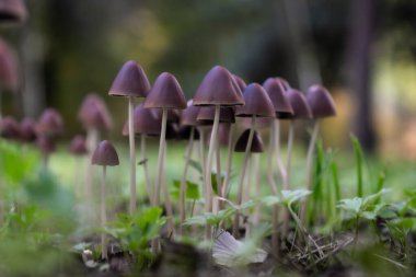 Bir grup Psathyrella Conopilus mantarı orman topraklarında yetişiyor, ve doğal sonbahar ortamında gizemli, psikedelik bir hava oluşuyor..