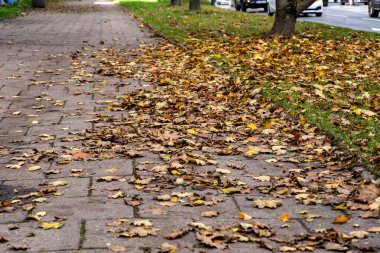 Kurumuş sonbahar yaprakları kaldırım yüzeyine saçılmış. Sıcak doğal renkler ve şehir dokusuyla mevsimsel bir manzara yaratıyor..