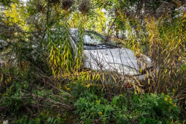 Eski terk edilmiş araba yavaş yavaş doğa tarafından geri alınıyor, otlar ve bitkilerle kaplanıyor, kırsal ve melankolik bir atmosfer yaratıyor..