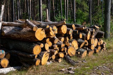 Ağaç kesiminden sonra yol kenarına saçılmış kütükler orman tahribatı ve ekosistem üzerindeki olumsuz etkileri gösteriyor..