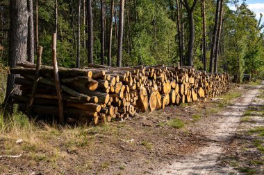Ağaç kesiminden sonra yol kenarına saçılmış kütükler orman tahribatı ve ekosistem üzerindeki olumsuz etkileri gösteriyor..