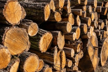 Ağaç kesiminden sonra yol kenarına saçılmış kütükler orman tahribatı ve ekosistem üzerindeki olumsuz etkileri gösteriyor..