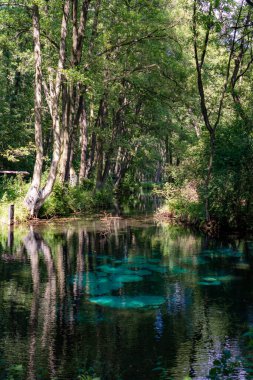 Blue Springs 'in berrak mavi suyu Polonya' nın Tomaszow Mazowiecki kentindeki yemyeşil yemliklerle çevrili. Huzurlu doğal manzara.