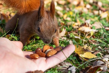 Tedbirli bir sincap, çimenlerin üzerinde yatan bir insanın fındıklarını koklayarak vahşi hayvanlarla ve potansiyel hastalık bulaşma riskini gözler önüne serer.