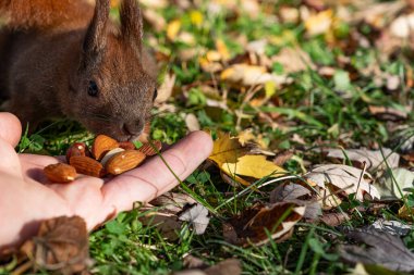 Vahşi bir sincap çimenlerin üzerinde fındık sunan bir insan eline doğru eğilir. İnsanların merakını sembolize eder. Ama güvensiz beslenme uygulamaları konusunda uyarır.
