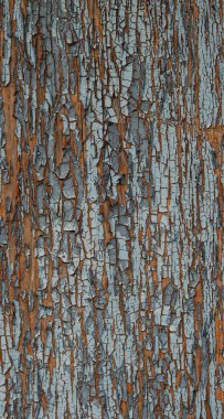 Eski ahşap bir yüzeye boyayı soyarken. Çatlaklar ve katmanlar, yaş dokusunun ve doğal bozulmanın soyut bir kırsal bileşim oluşturduğunu ortaya koyuyor..