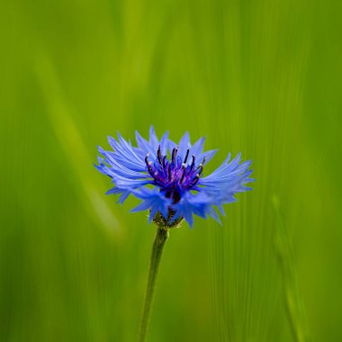 Canlı mavi bir çiçek çiçeğinin Macro fotoğrafı. Narin taç yaprakları ve karmaşık çiçek detaylarını gösteriyor. Doğal ışıkla çekilen, canlı rengi ve dokusunu vurgulayan.