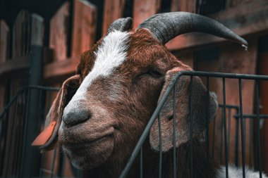 Bir keçinin yüz hatlarını ve ifadesini gösteren yakın çekim.