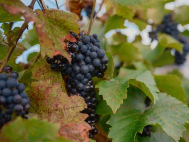 Asma üzümlerin üzerinde çeşitli renklerde canlı sonbahar yapraklarıyla çevrili koyu üzüm kümesi.