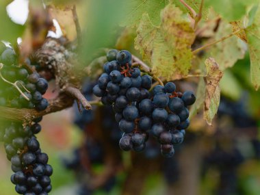 Sonbahar yapraklı üzüm kümesi yumuşak arka planda sanatsal doğal bileşim oluşturuyor.
