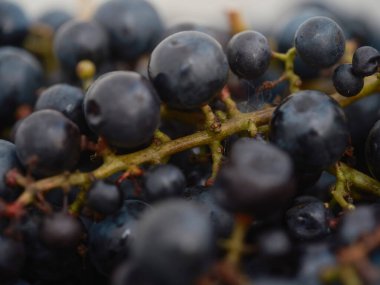 Kök yapısını ve bireysel böğürtlen eklentisini gösteren üzüm kümesinin makro görünümü